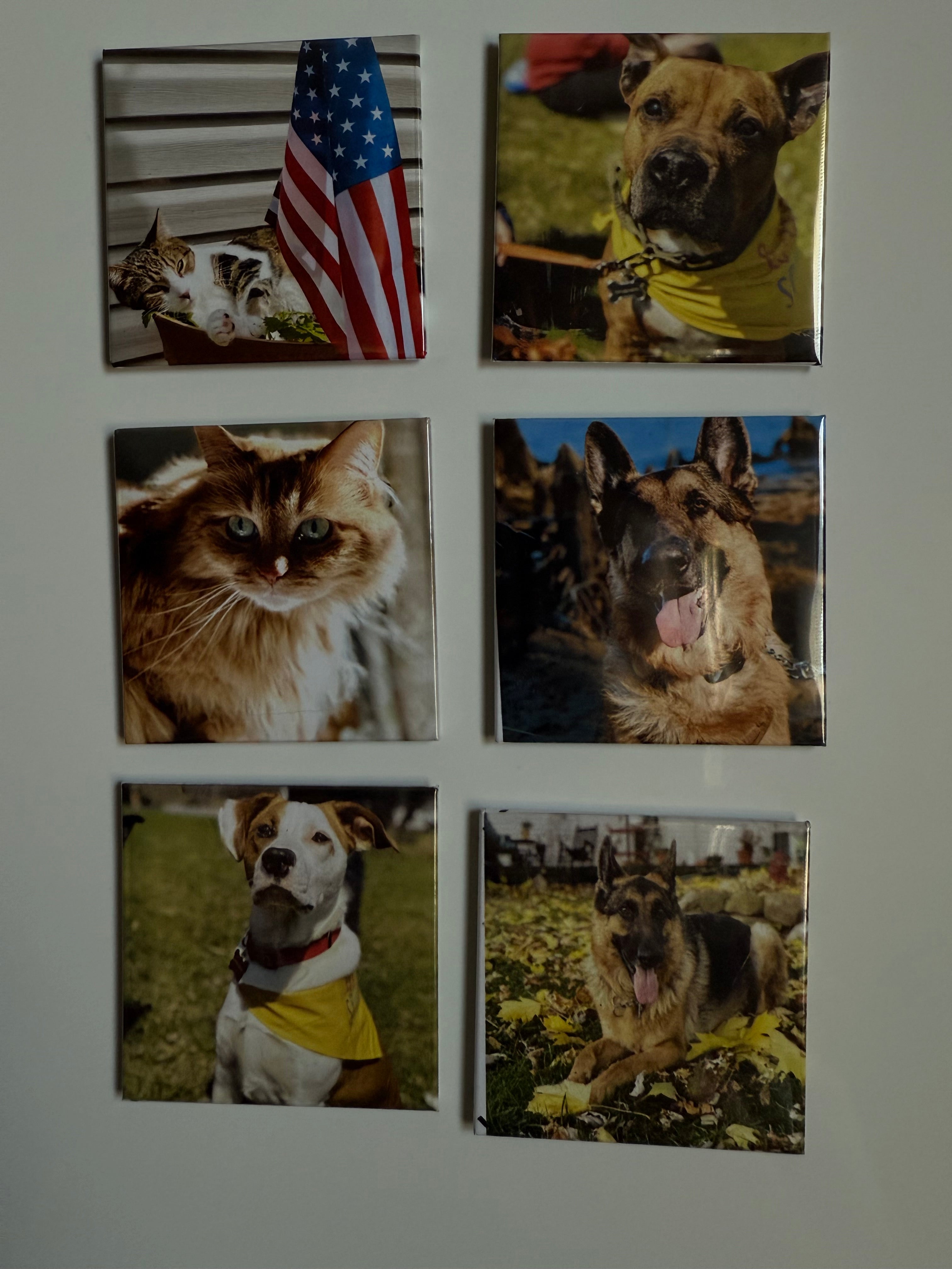 Set of six square photo prints featuring dogs on a gray wall.